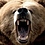 grizzly1